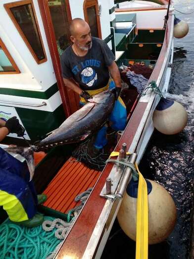 Descarga de atúnidos en el muelle de Taliarte (Foto TA)